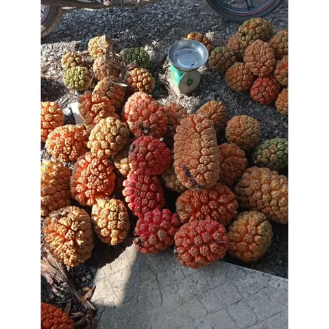túi 1kg dứa dại rừng chín tách múi sẵn