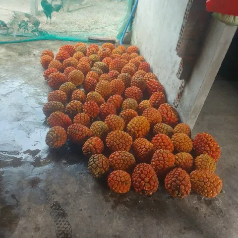 túi 1kg dứa dại rừng chín tách múi sẵn