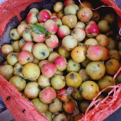 combo 10kg Táo Mèo Rừng Mù Căng Chải Tây Bắc