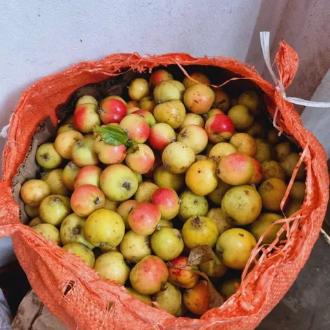 combo 10kg Táo Mèo Rừng Mù Căng Chải Tây Bắc