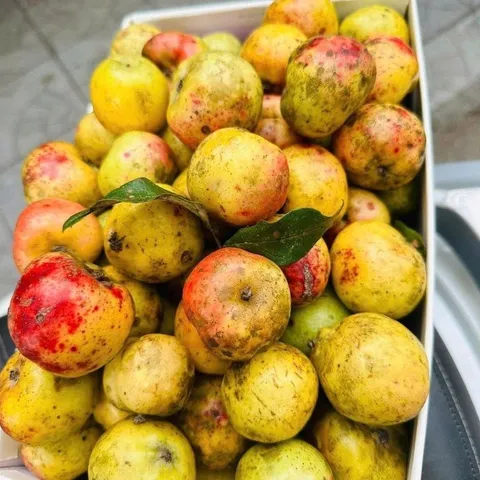 combo 10kg Táo Mèo Rừng Mù Căng Chải Tây Bắc