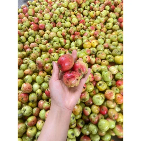 combo 10kg Táo Mèo Rừng Mù Căng Chải Tây Bắc