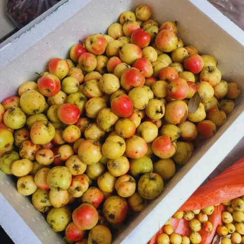 combo 10kg Táo Mèo Rừng Mù Căng Chải Tây Bắc