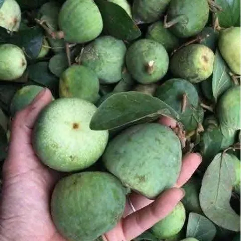 Quả Trâu Cổ(tươi) 1kg