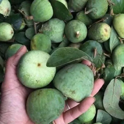 Quả Trâu Cổ(tươi) 1kg