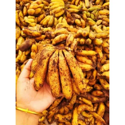 1 Kg Chuối Hột Rừng, Chuối Nguyên Quả Chín Sấy Khô ,Tốt Cho Sức Khỏe