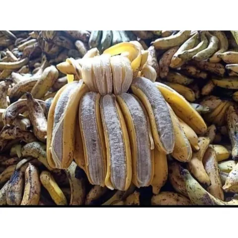 1 Kg Chuối Hột Rừng, Chuối Nguyên Quả Chín Sấy Khô ,Tốt Cho Sức Khỏe