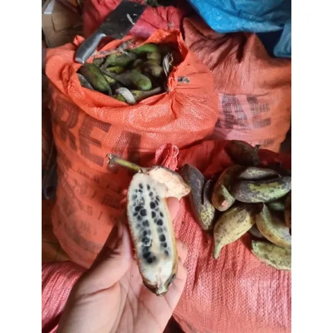chuối hạt rừng tây bắc