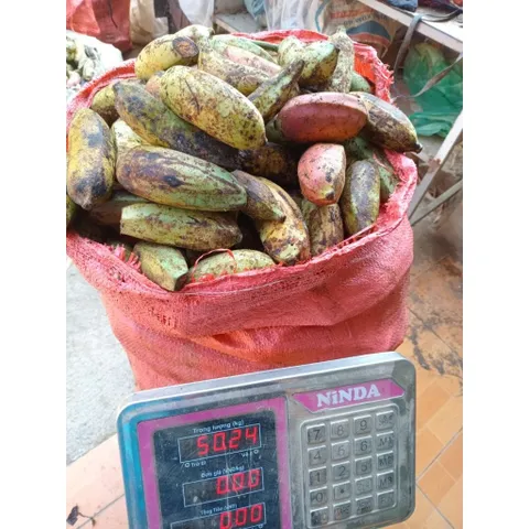 chuối hạt rừng tây bắc