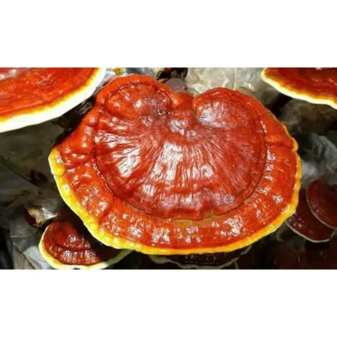 Nấm linh chi, Nấm nguyên cây thảo mộc truyền thống giúp thải độc tăng miễn dịch hỗ trợ tiêu hóa làm đẹp da 857509