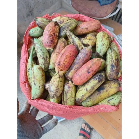 chuối hạt rừng tây bắc