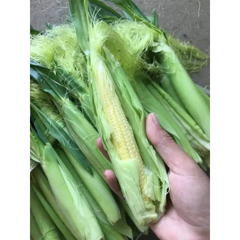 2kg Trà Ngô Non Ngâm Tửu Thơm Ngon