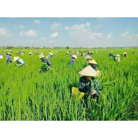 Đòng đòng lúa nếp hút chân không, 5kg Đòng tươi nguyên liệu tự nhiên hương vị truyền thống