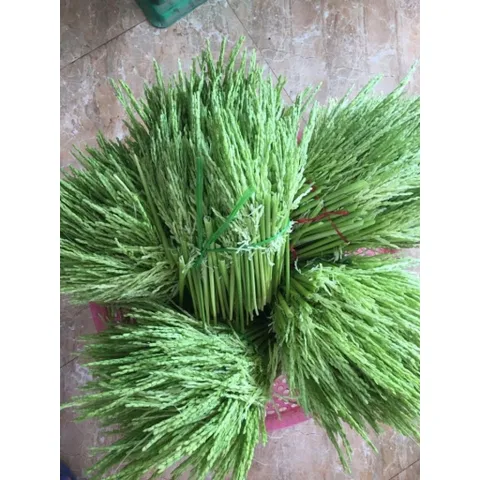 Đòng đòng lúa nếp hút chân không, 5kg Đòng tươi nguyên liệu tự nhiên hương vị truyền thống