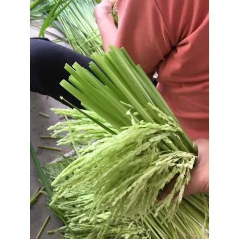 Đòng đòng lúa nếp hút chân không, 5kg Đòng tươi nguyên liệu tự nhiên hương vị truyền thống