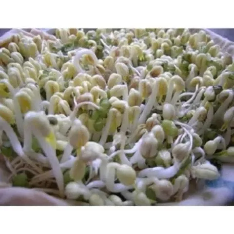 1 kg đậu xanh nguyên hạt  làm giá đỗ, rau mầm