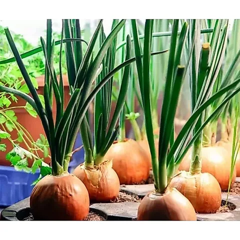 Combo củ hành tây trắng chọn lọc loại to.