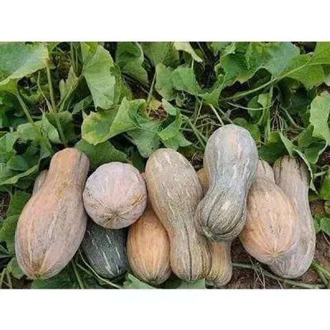 [Giao Hà Nội]  5 Kg Bí Đỏ Hồ Lô