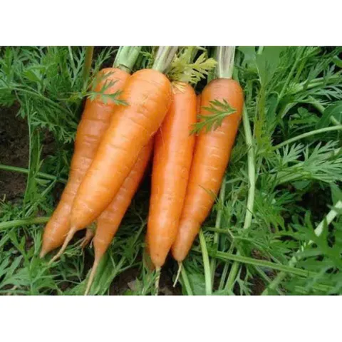 2kg Cà Rốt tươi ngon, rau củ quả tươi. trồng tự nhiên