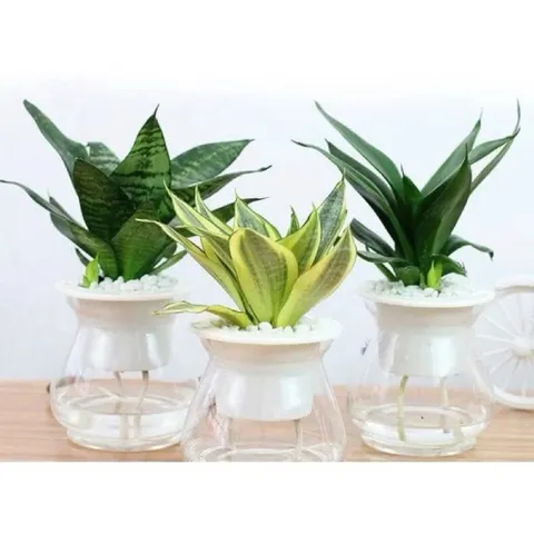 Chậu nhựa thuỷ sinh tự tưới tiện lợi cho cây cảnh - Bình thủy sinh trồng cây 860420