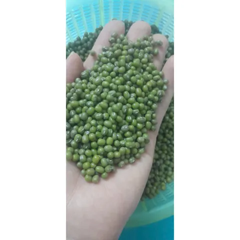 1kg  đỗ xanh hạt nhỏ làm giá đỗ