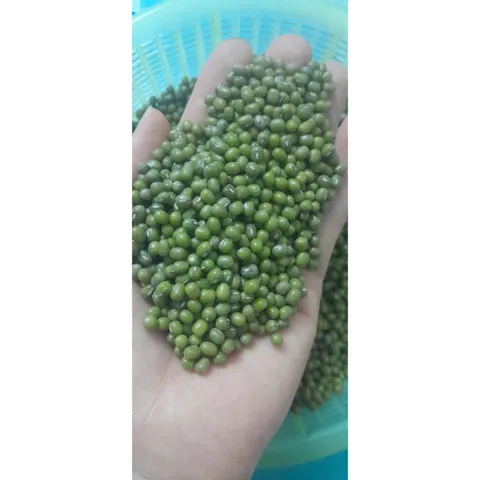 1kg  đỗ xanh hạt nhỏ làm giá đỗ
