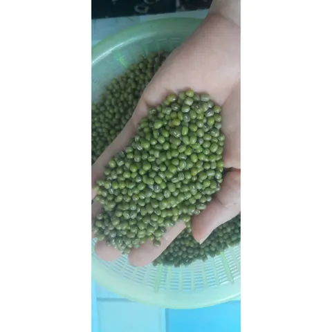 1kg  đỗ xanh hạt nhỏ làm giá đỗ