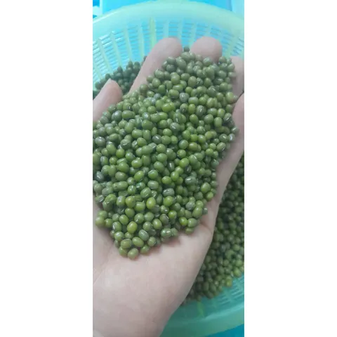 1kg  đỗ xanh hạt nhỏ làm giá đỗ