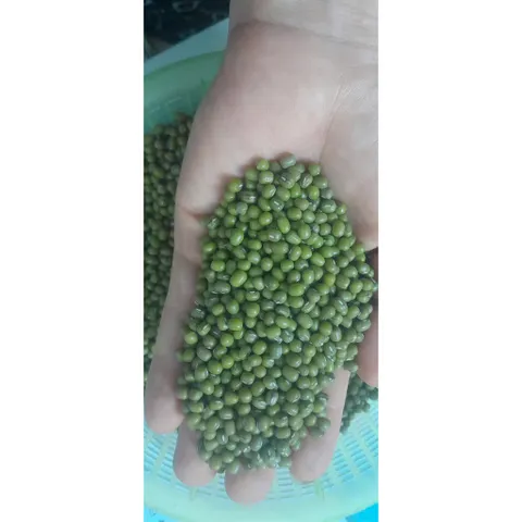 1kg  đỗ xanh hạt nhỏ làm giá đỗ