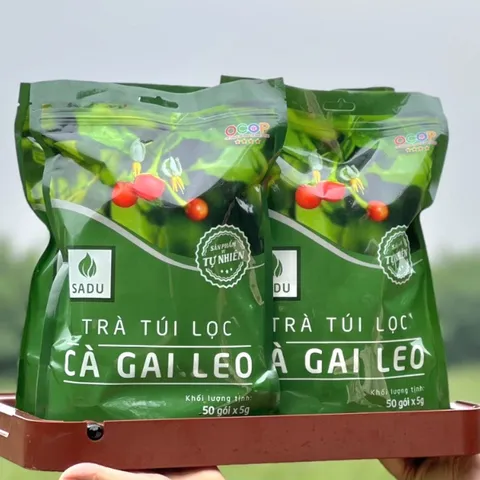 COMBO 4 TÚI Trà mát gan cà gai leo Sadu NGUYÊN CHẤT , Túi Lọc Tiện Lợi, Thảo Mộc Tự Nhiên