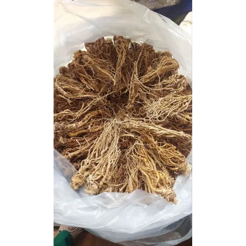 SÂM ĐƯƠNG QUY khô -🌿 SÂM VÀNG CỦA NGƯỜI VIỆT !!! 868524