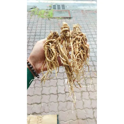 SÂM ĐƯƠNG QUY khô -🌿 SÂM VÀNG CỦA NGƯỜI VIỆT !!! 868524