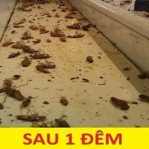 10 Gói Thuốc sinh học  diệt kiến, gián(gói 10gr)