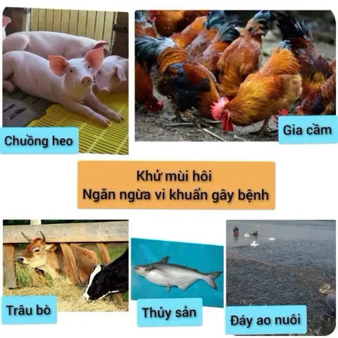 5 Gói khử mùi hầm cầu, chuồng trại chăn nuôi - Xử lý phân chuồng, rác thải 150g