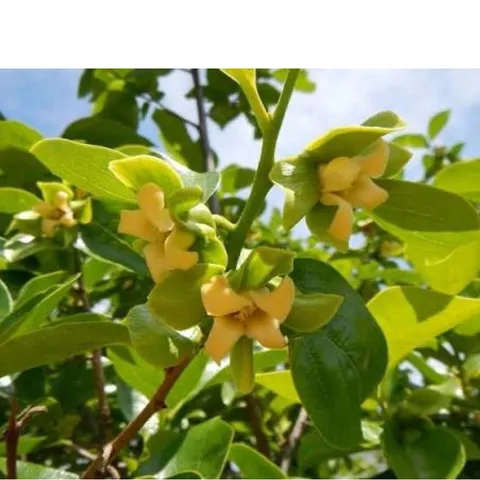 Túi 1kg Kali kích ra hoa đậu quả quả cứng cáp chống rụng trái non ngọt quả