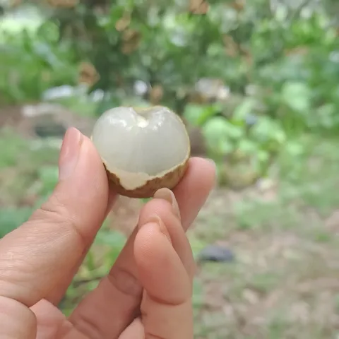 Long nhãn ôm sen Hưng Yên, hoặc long nhãn thường nguyên vị - long nhãn Minh Đức, 500g, long nhãn sấy
