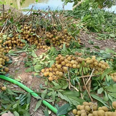 Long nhãn Ôm Sen sấy khô HƯNG YÊN, hoặc long nhãn sấy thường nguyên vị, hữu cơ loại 1, 1kg,500g,250g