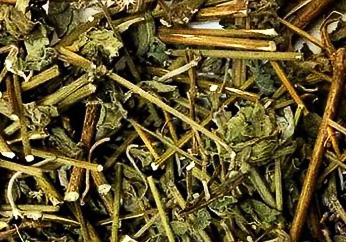 Cây cỏ xước hay còn gọi là cây ngưu tất nam, ngưu kinh, ngưu tịch, bách bội, hà ngù... có nhiều công dụng như hỗ trợ các bệnh về xương khớp, gan, thận, và rối loạn kinh nguyệt