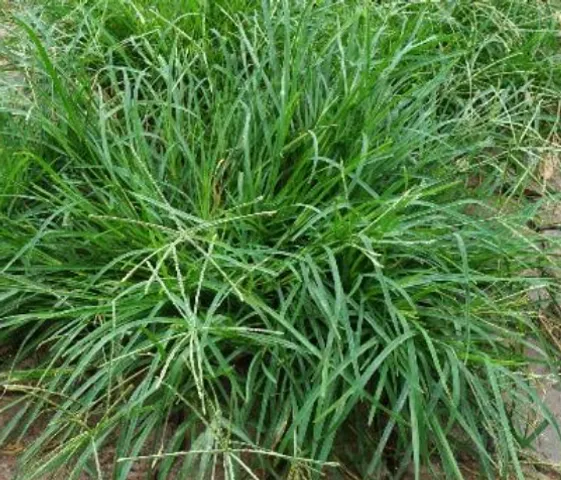 Cây Cỏ Mần Trầu hay còn gọi là Cỏ chỉ tía, Thanh tâm thảo, Ngưu cân thảo, Cỏ bắc....Giúp Mát Gan, Giải Độc, Giảm huyết áp..