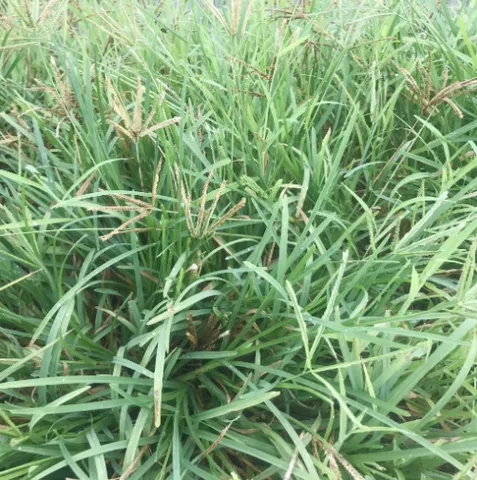 Cây Cỏ Mần Trầu hay còn gọi là Cỏ chỉ tía, Thanh tâm thảo, Ngưu cân thảo, Cỏ bắc....Giúp Mát Gan, Giải Độc, Giảm huyết áp..