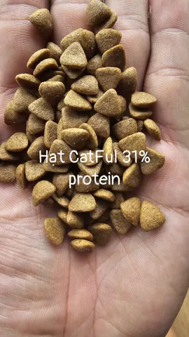 5KG Thức Ăn Cho Mèo CatFul Dành Cho Mèo Mọi Lứa Tuổi