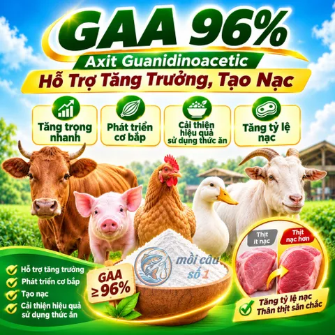 GAA 96% – Axit Guanidinoacetic hỗ trợ tăng trưởng và tạo nạc cho Heo, Bò, Dê, Gà, Vịt