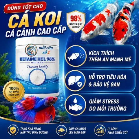Betaine HCl 98% - Kích ăn mạnh, cải thiện khả năng hấp thụ dinh dưỡng, Tăng sức đề kháng trong chăn nuôi, thủy sản