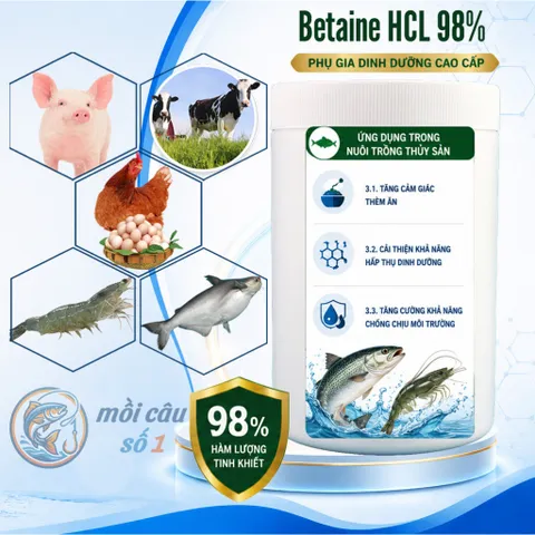 Betaine HCl 98% - Kích ăn mạnh, cải thiện khả năng hấp thụ dinh dưỡng, Tăng sức đề kháng trong chăn nuôi, thủy sản