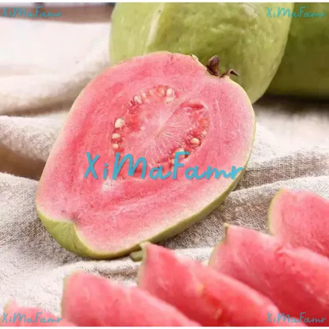 ỔI HỒNG SẤY DẺO MUỐI ỚT 5% ĐƯỜNG - XIMAFARM