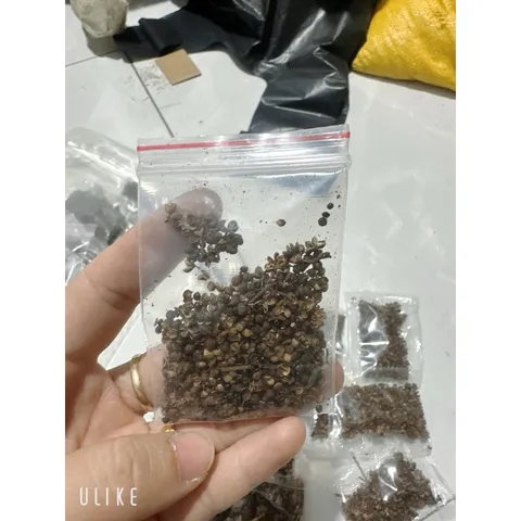 5 Gói Bột húng lìu, bột ngũ vị hương, hạt mắc kén , bột ca ri, bột ngũ vị hương vỏ xanh, hạt tiêu đen
