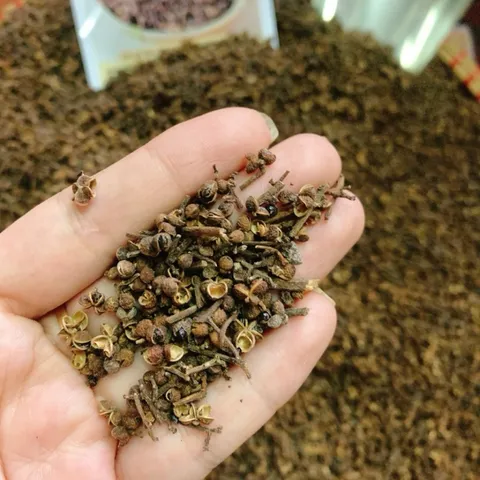 100gram Hạt mắc kén rừng Tây Bắc - Hạt mắc kén thơm ngon làm gia vị