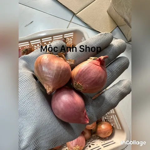 1 Hành khô - Hành cô đơn 1 nhánh, hành ta thơm ngon