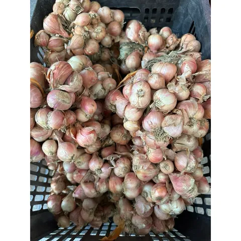 1Kg hành khô ta củ to chắc củ thơm ngon- hàng chọn lọc 884129