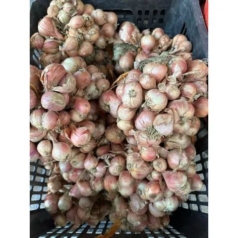 1Kg hành khô ta củ to chắc củ thơm ngon- hàng chọn lọc 884129